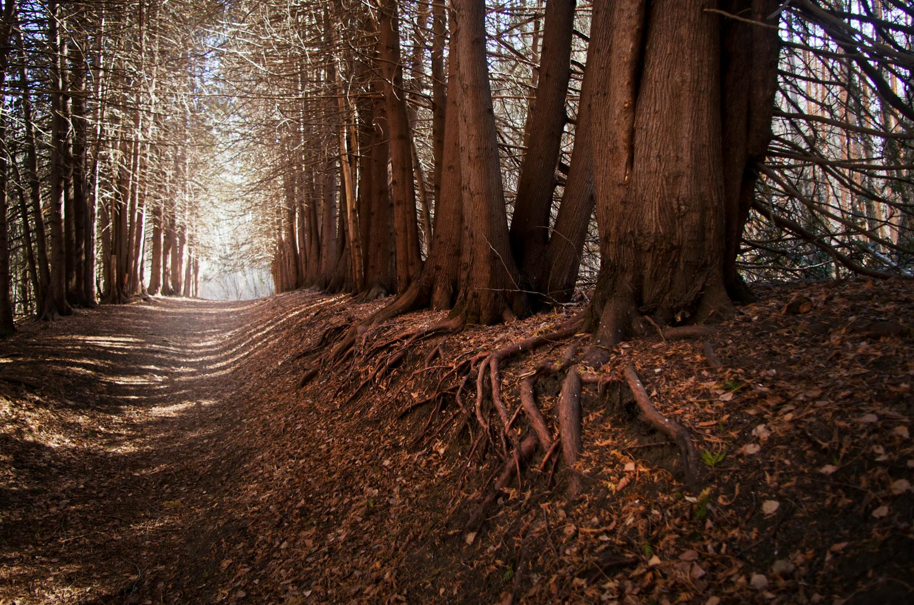 Paysage de Kislovodsk