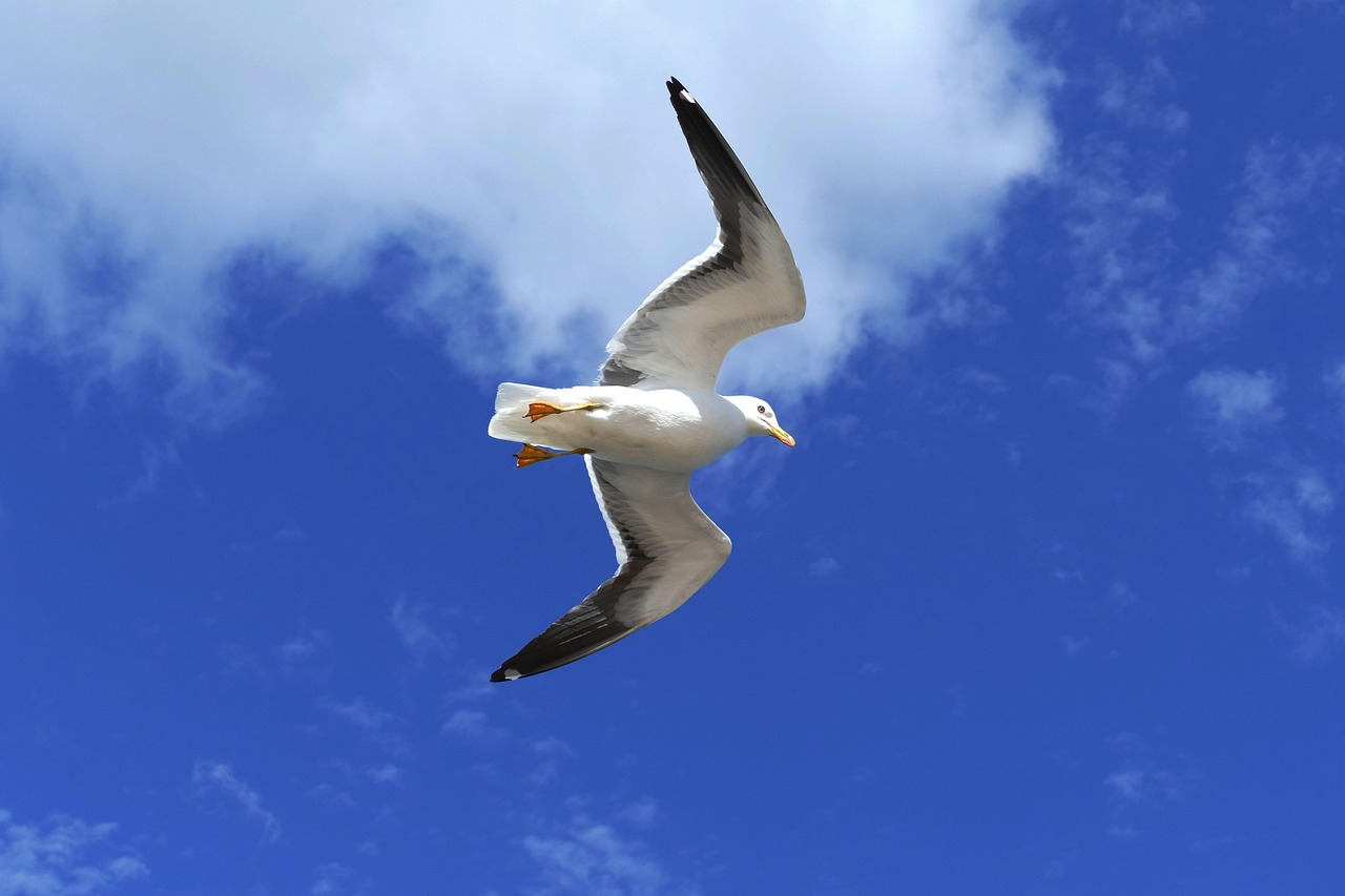 Paysage de Ålands démolition