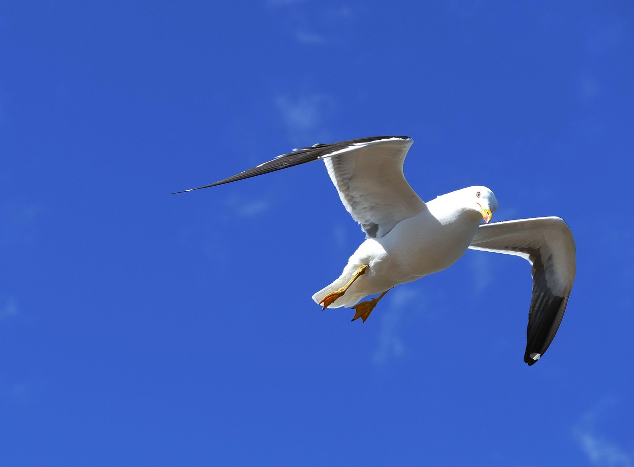 Paysage de Ålands glas
