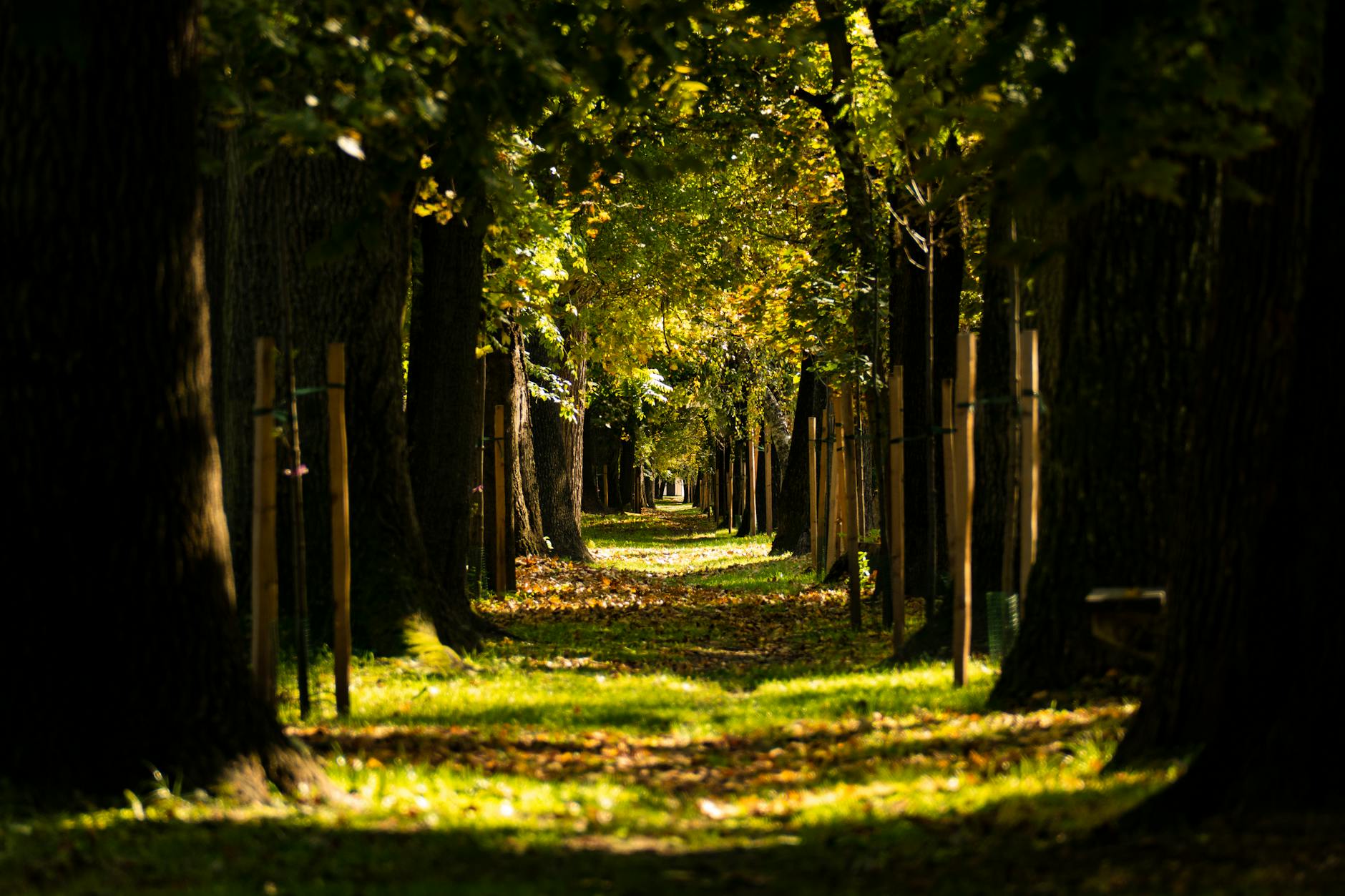 Paysage de Gödöllő