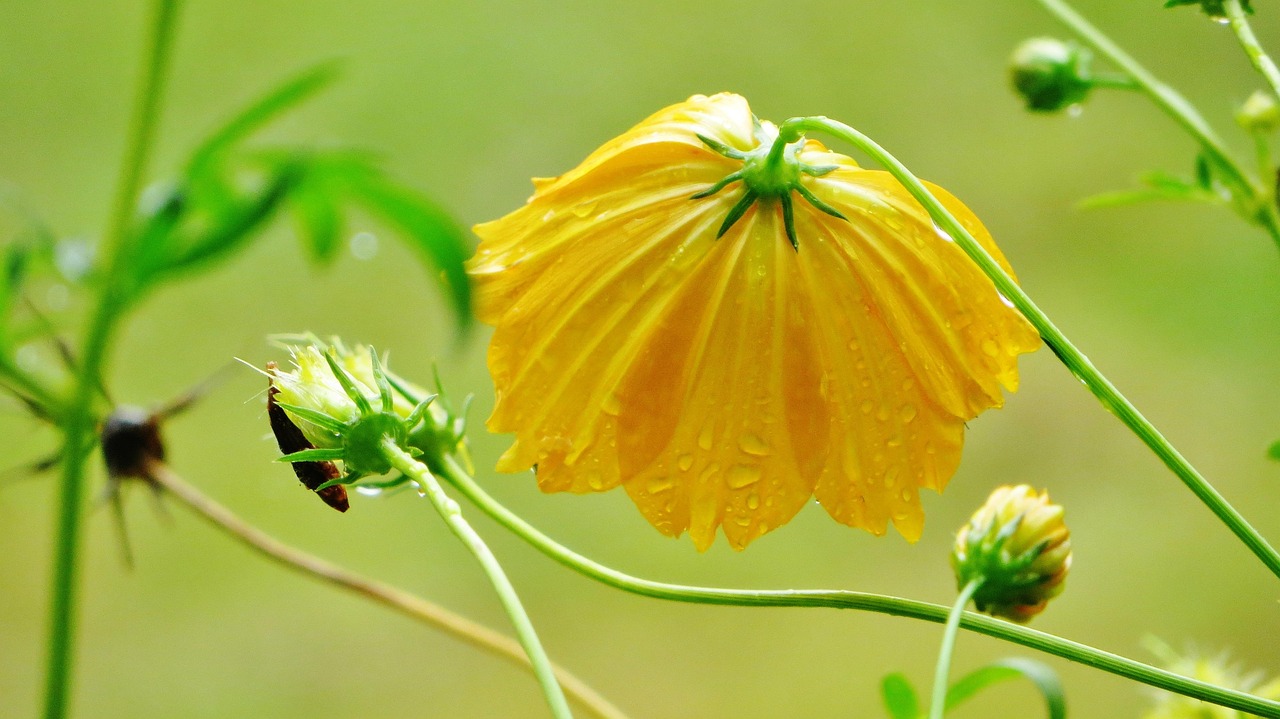 Vue de Kambia Hamlet