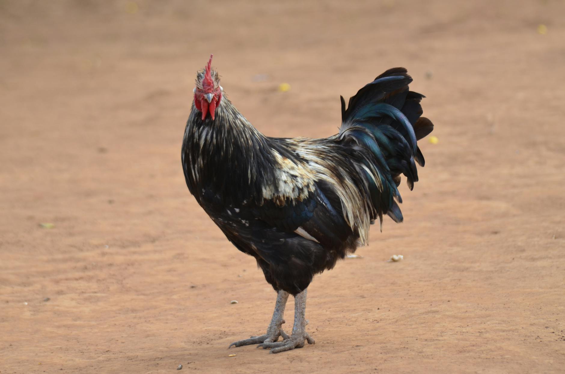 Vue de Lilongwe Area 20