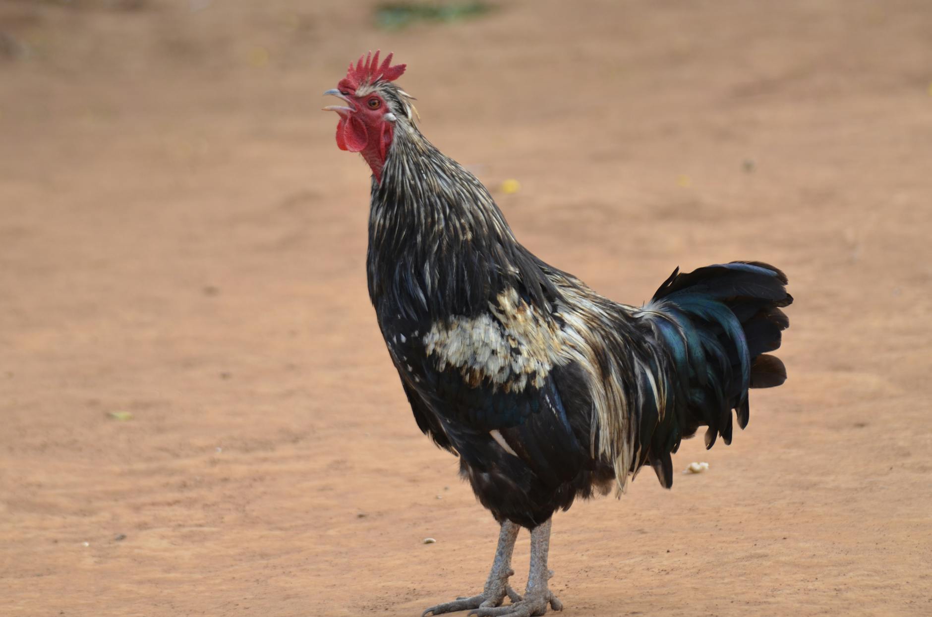 Paysage de Lilongwe Area 20