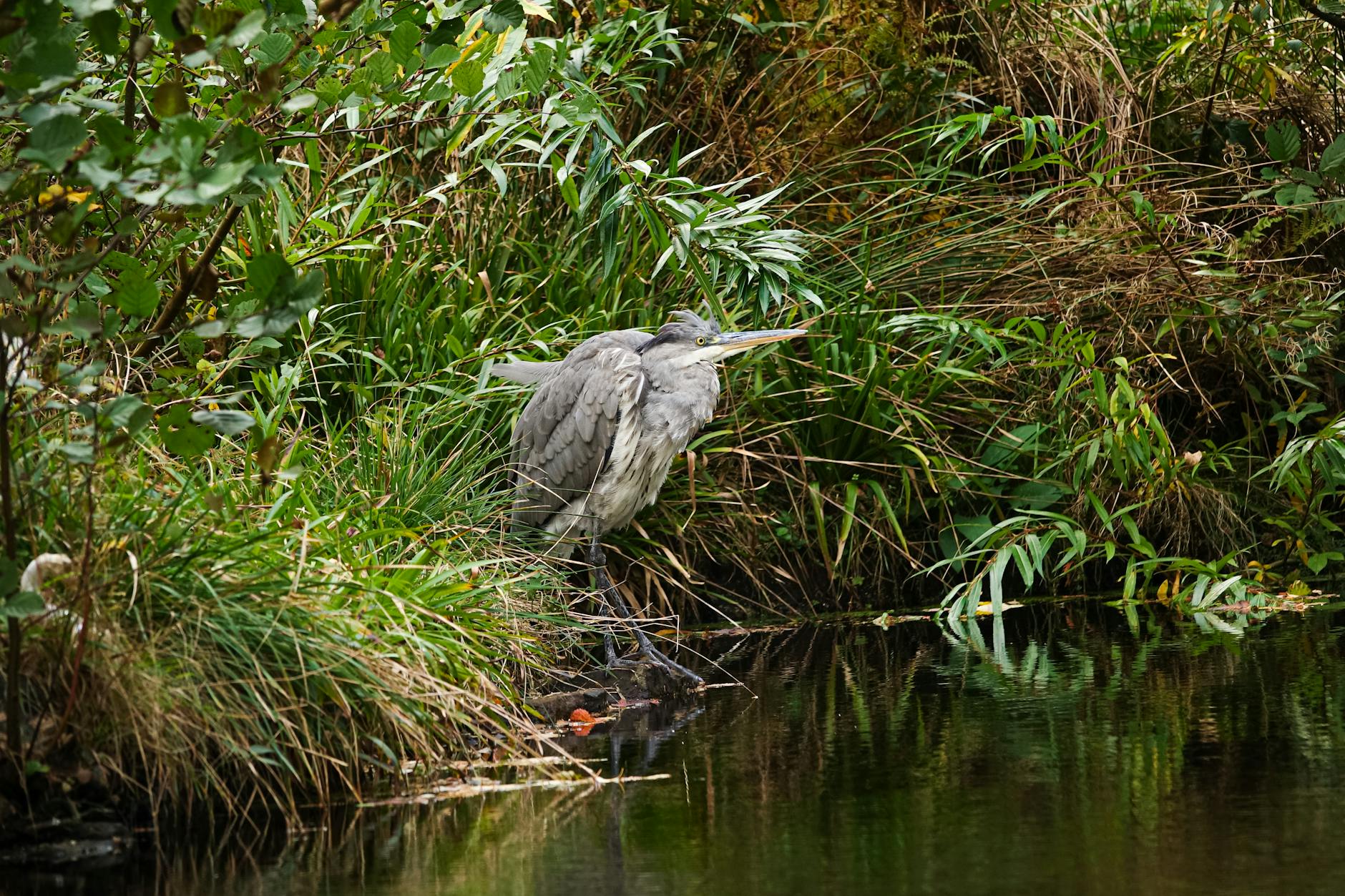Vue de Lingen-Steinach