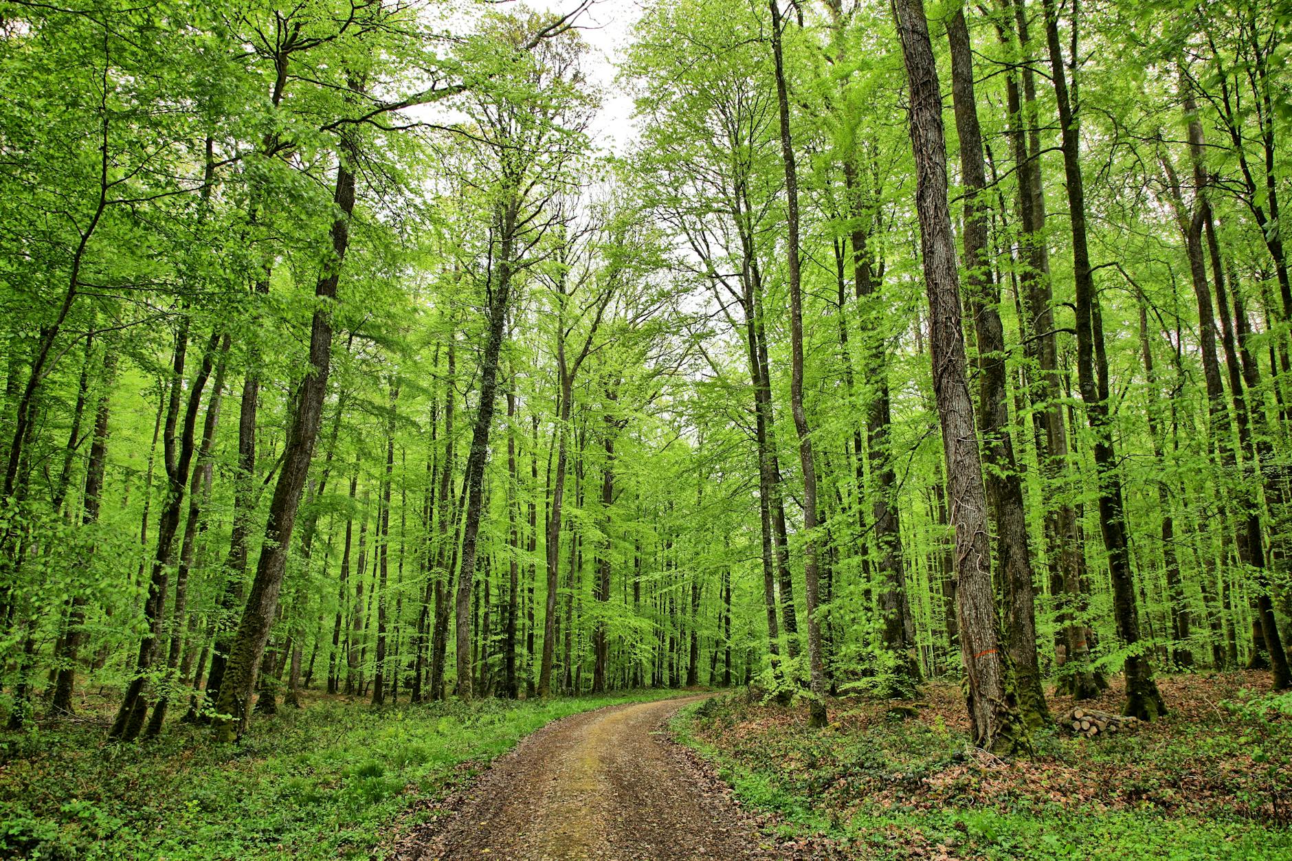 Paysage de Mortagne-au-Perche