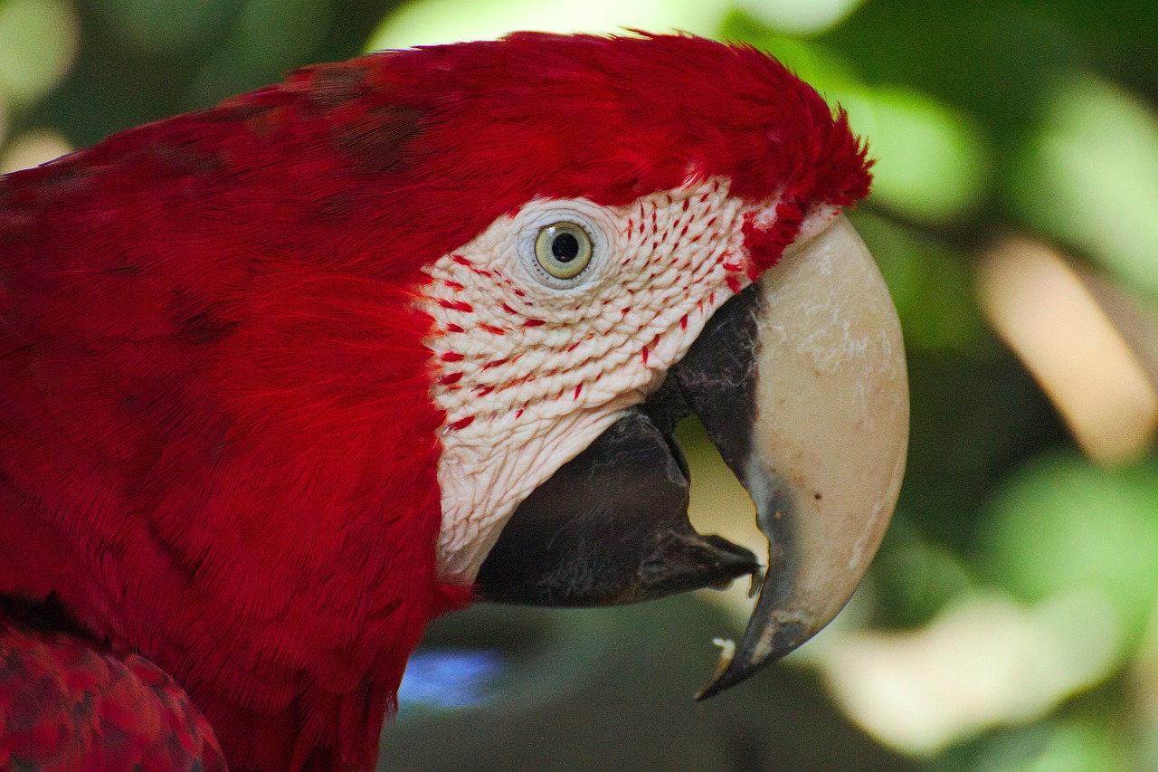 Paysage de Plettenberg Bay