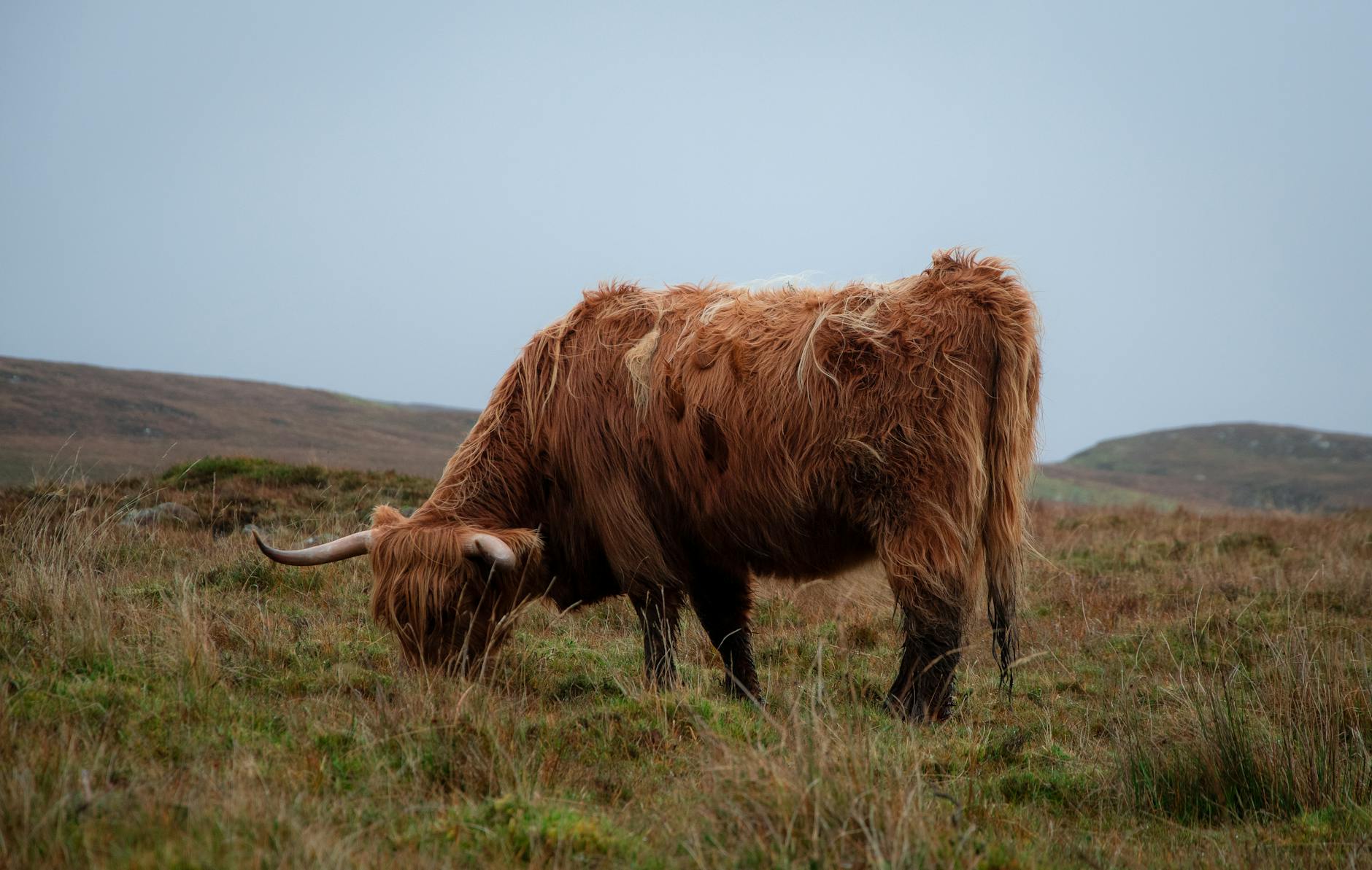 Paysage de Tulse Hill